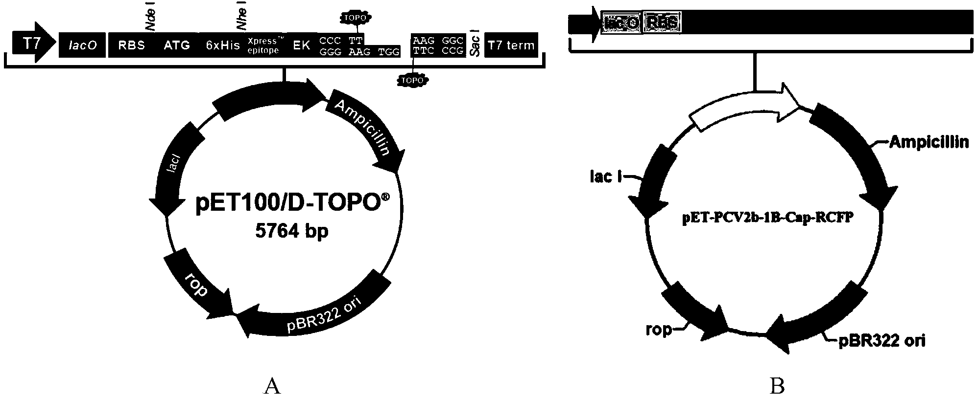 PCV2 virus-like particles as well as preparation method thereof and splitting and VLP assembly buffer liquor