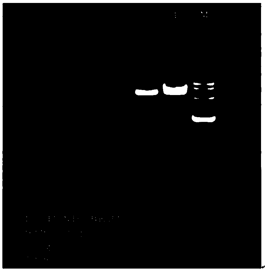 PCV2 virus-like particles as well as preparation method thereof and splitting and VLP assembly buffer liquor