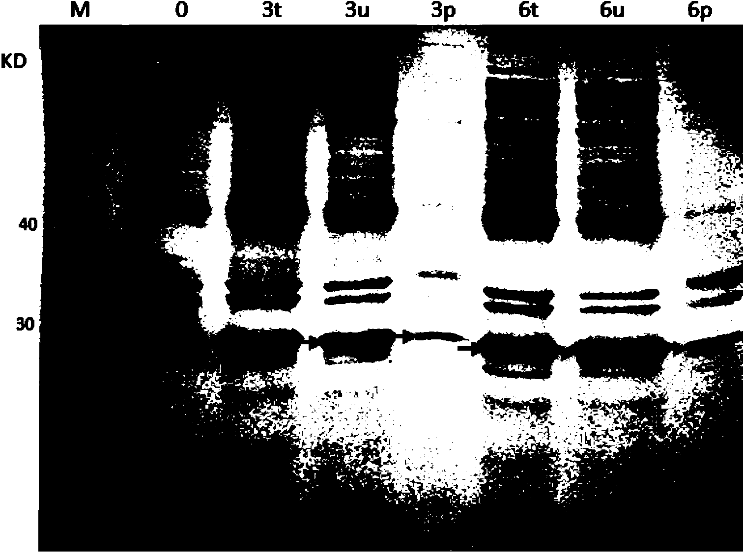 PCV2 virus-like particles as well as preparation method thereof and splitting and VLP assembly buffer liquor