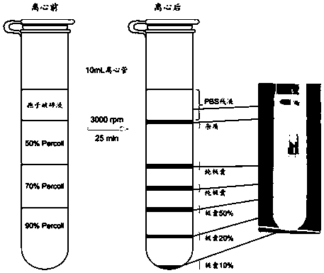 Method for separating and purifying myxobolus honghuensis polar capsule