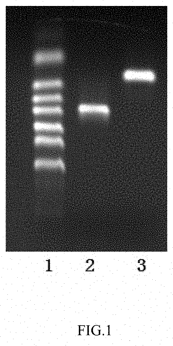 Method to produce protein in aspergillus niger`s sleeping spores using ssrna