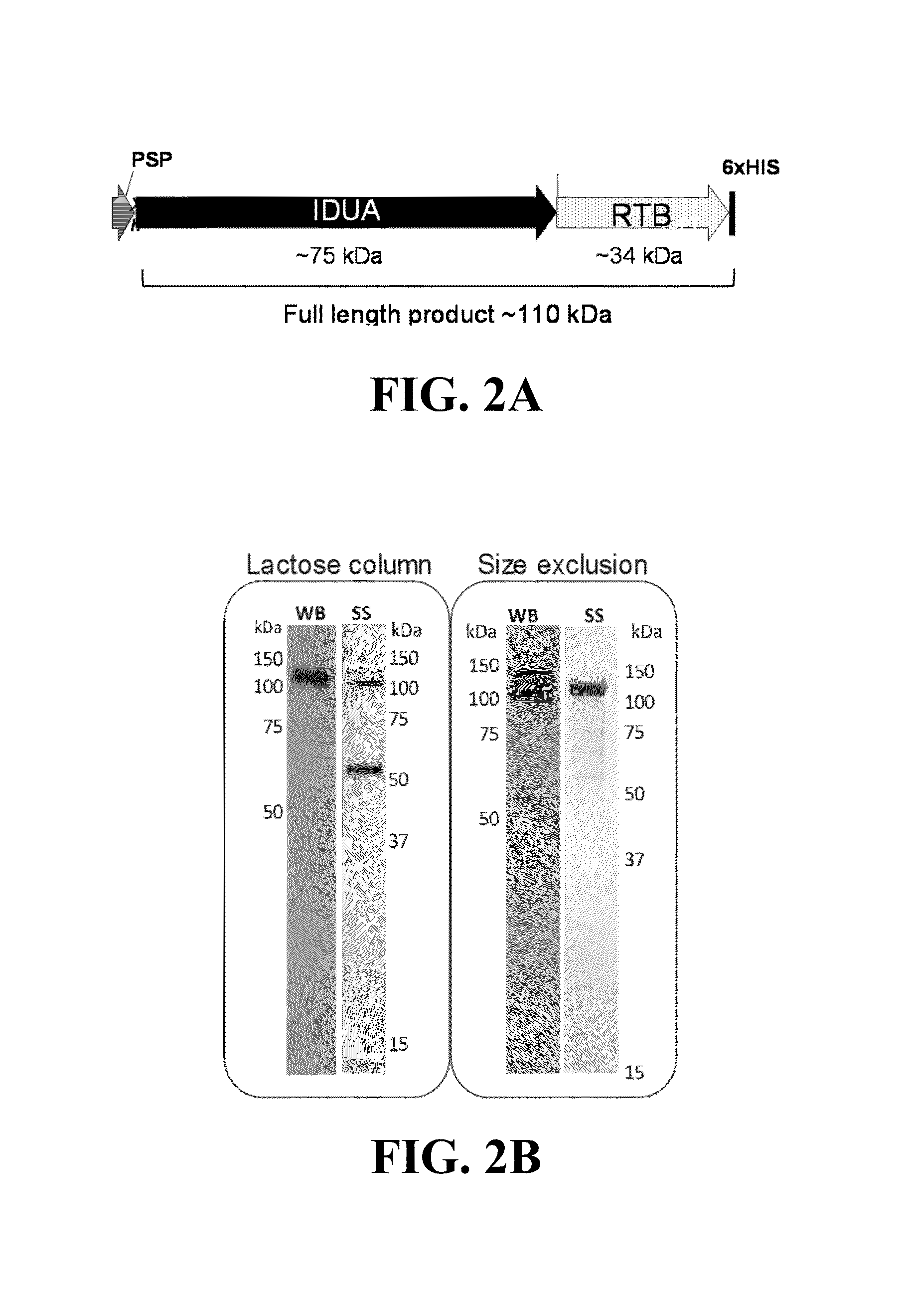 Plant lectins as carriers of associated drug substances into animal and human cells