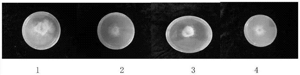 Rhodiola rosea extract and its preparation method and application