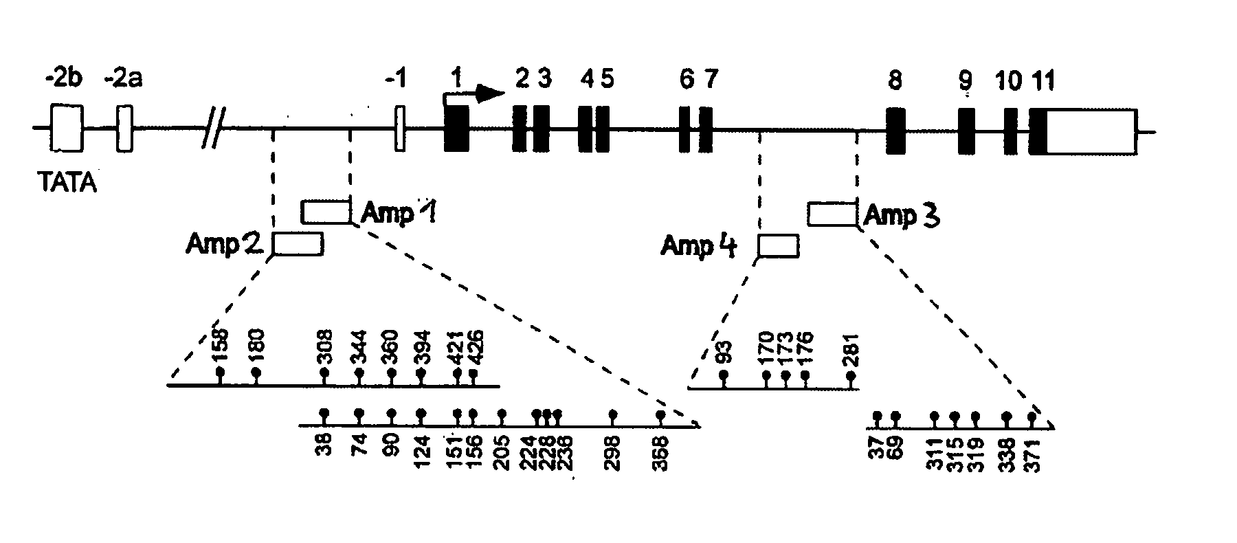 Detection and quality control of regulatory T cells through DNA-methylation analysis of the Foxp3 gene