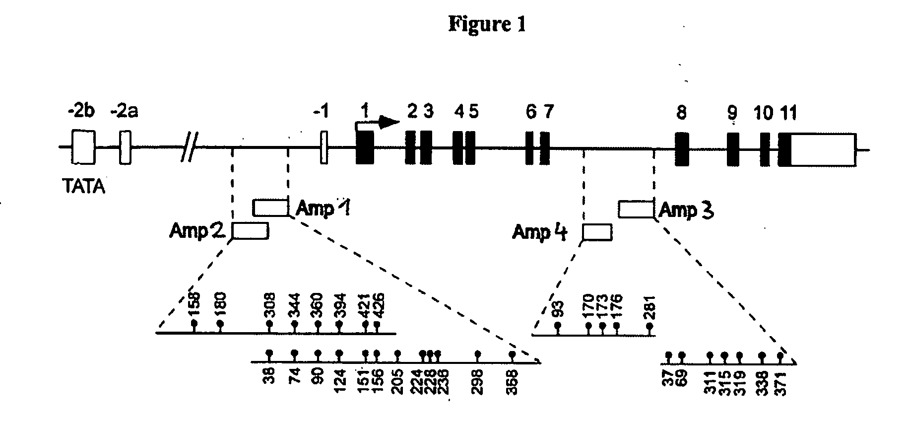 Detection and quality control of regulatory T cells through DNA-methylation analysis of the Foxp3 gene