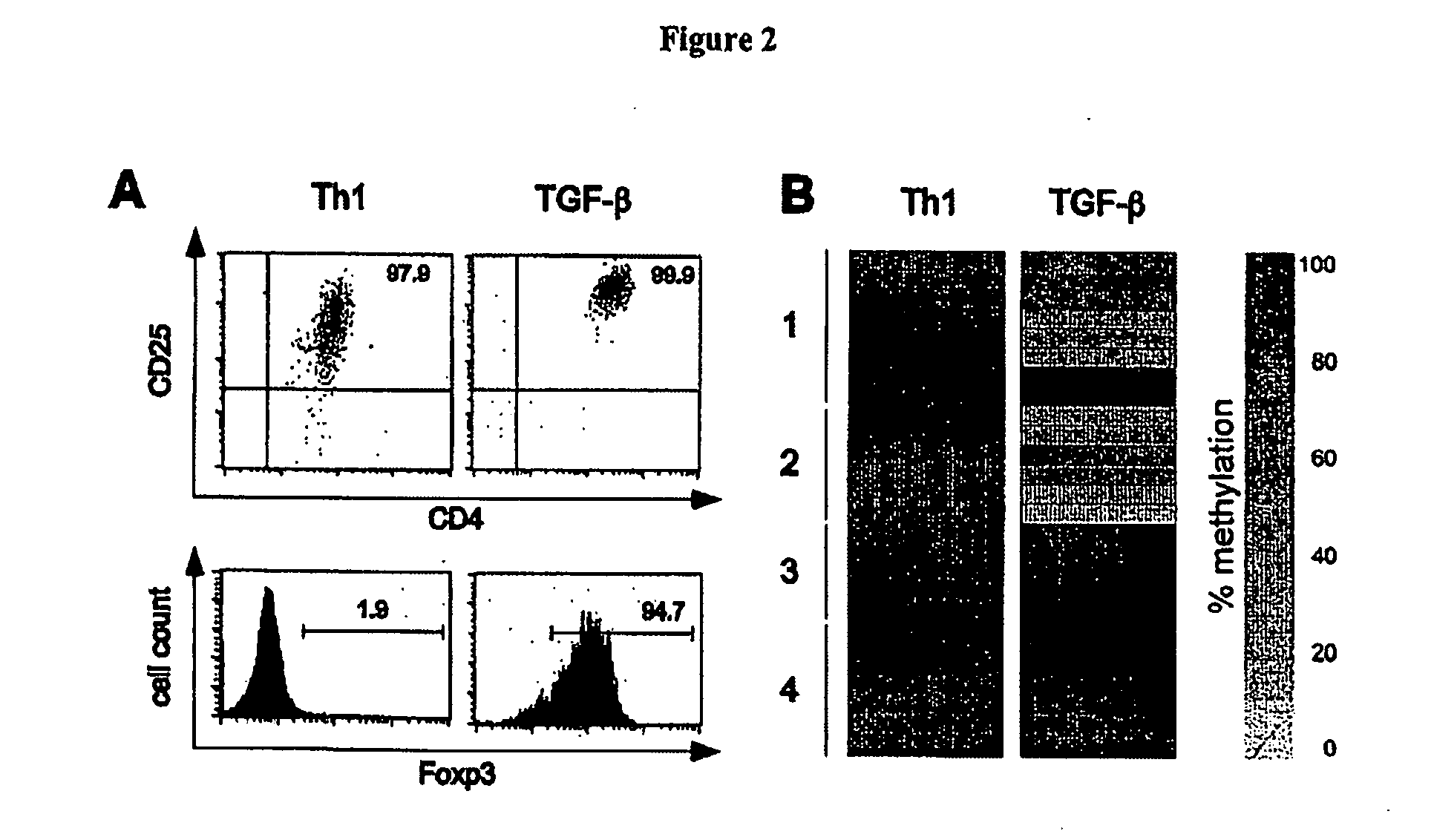 Detection and quality control of regulatory T cells through DNA-methylation analysis of the Foxp3 gene