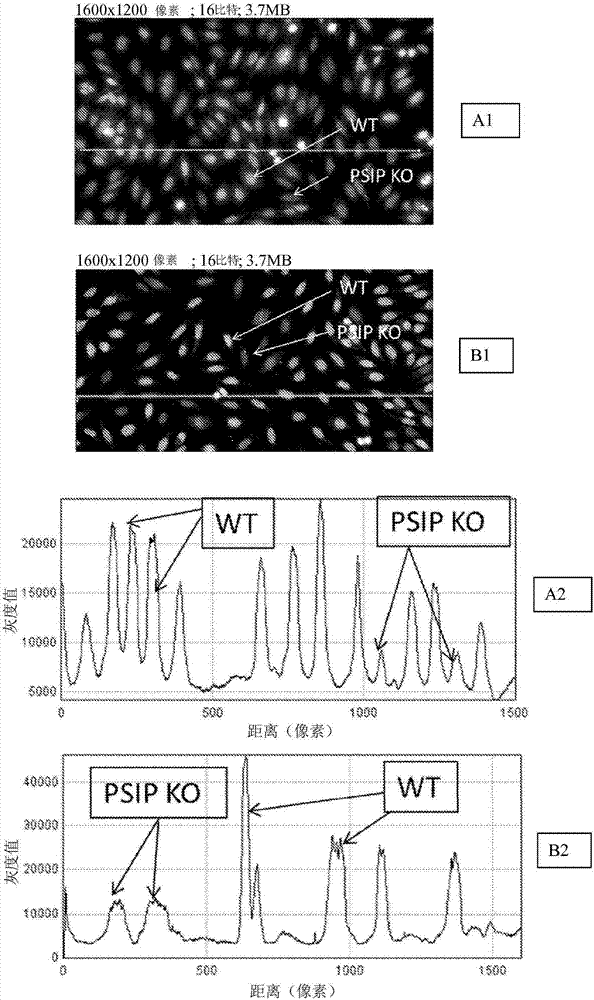 Improved anti-nuclear antibody detection and diagnostics for systemic and non-systemic autoimmune disorders