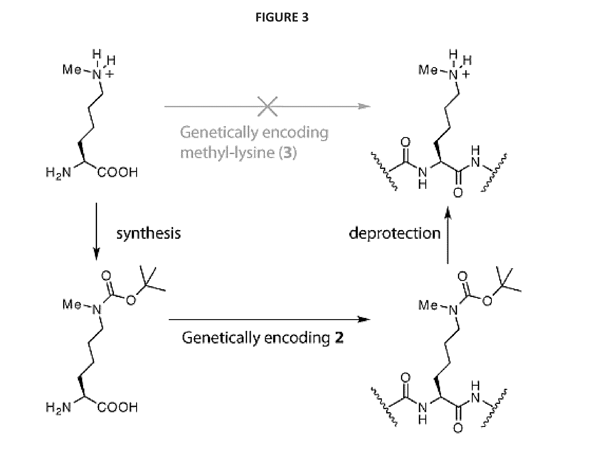 Incorporation of methyl lysine into polypeptides