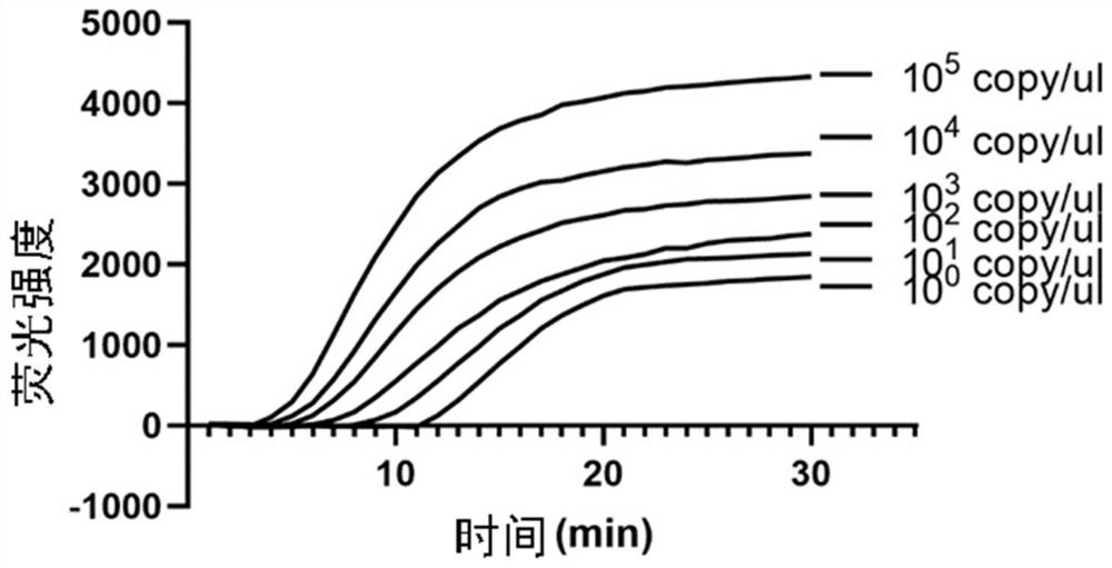 Koi herpesvirus RPA primer pair, probe and detection kit and application thereof