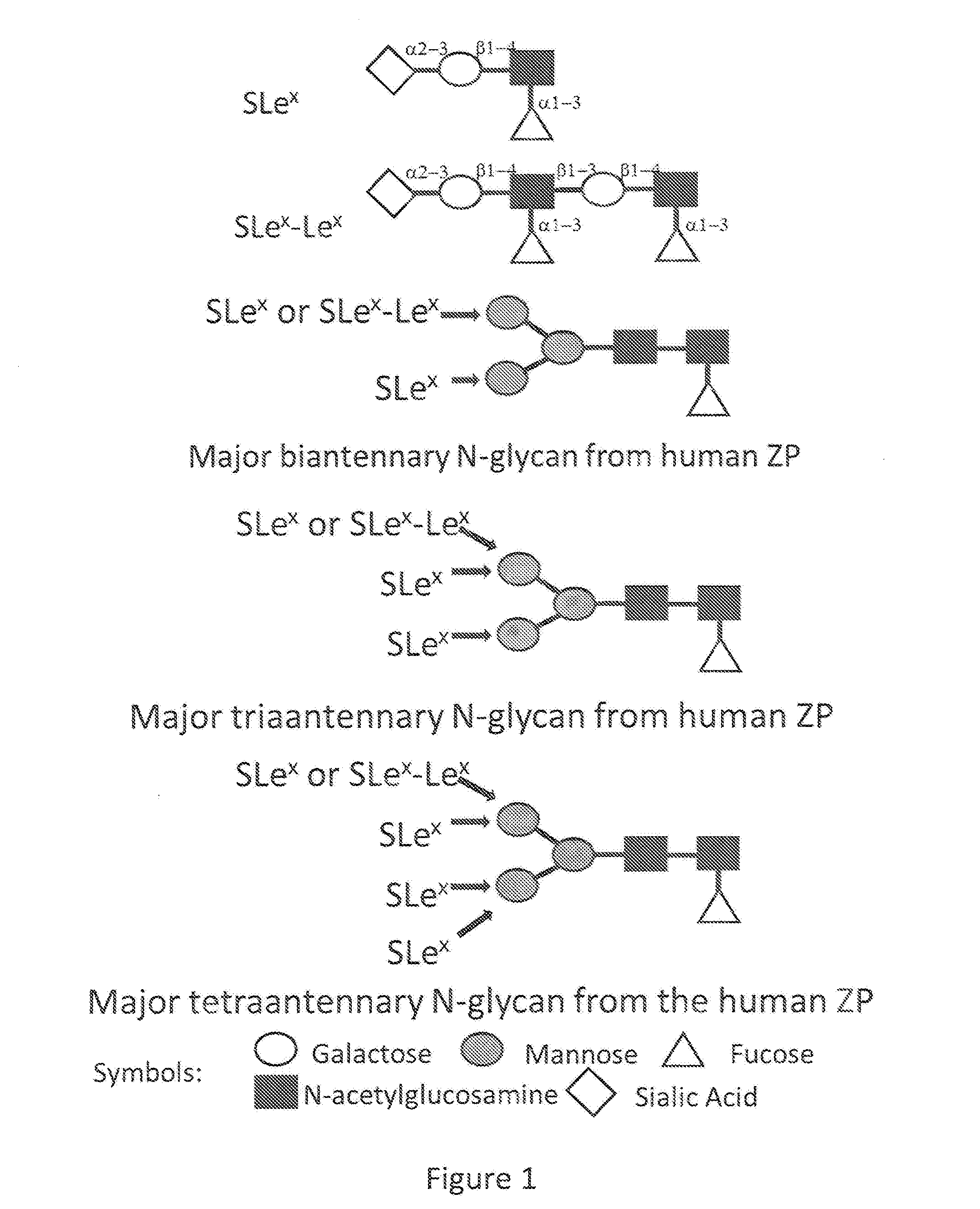 Methods and reagents for evaluating the binding of mammalian sperm