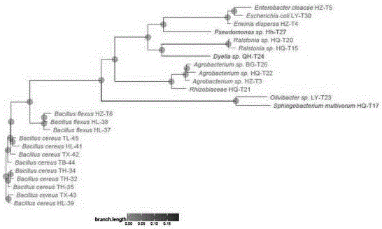 Bacillus cereus TH-35 capable of activating heavy metal cadmium in soil and application thereof