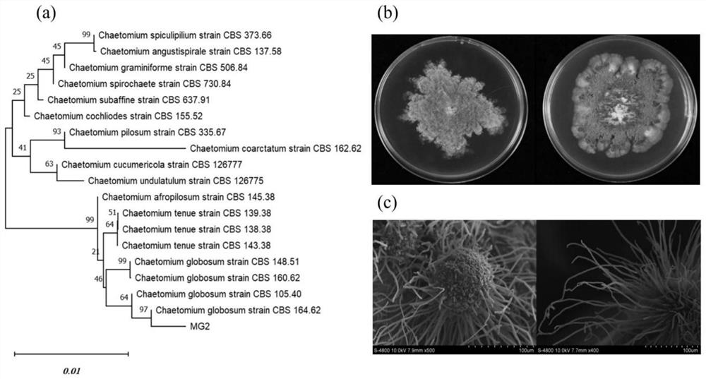 Endophytic chaetomium globosum MG2 and application of endophytic chaetomium globosum MG2 in preventing and treating apple tree canker