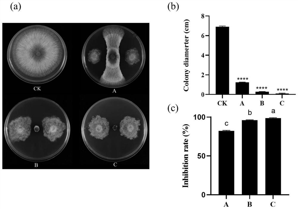 Endophytic chaetomium globosum MG2 and application of endophytic chaetomium globosum MG2 in preventing and treating apple tree canker