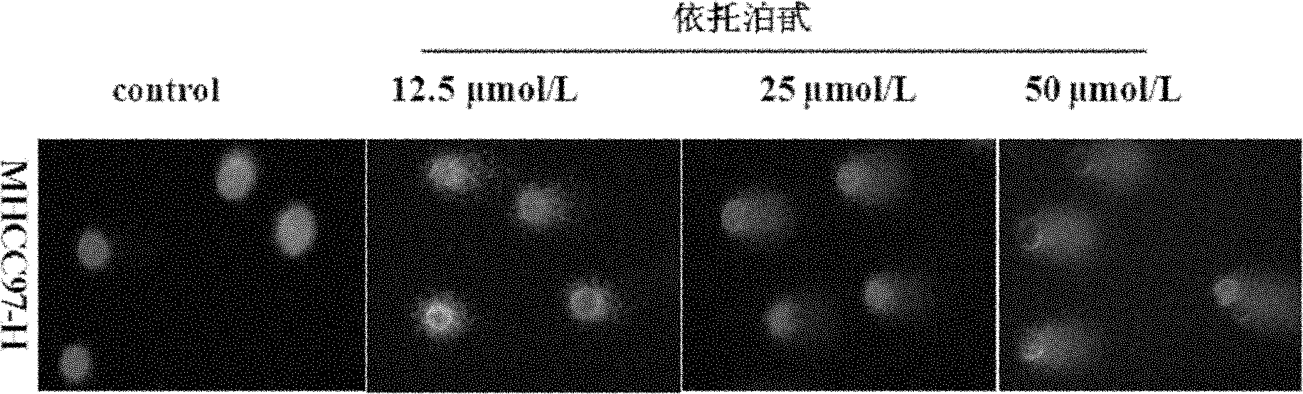 Cell DNA damage detection kit and detection method thereof