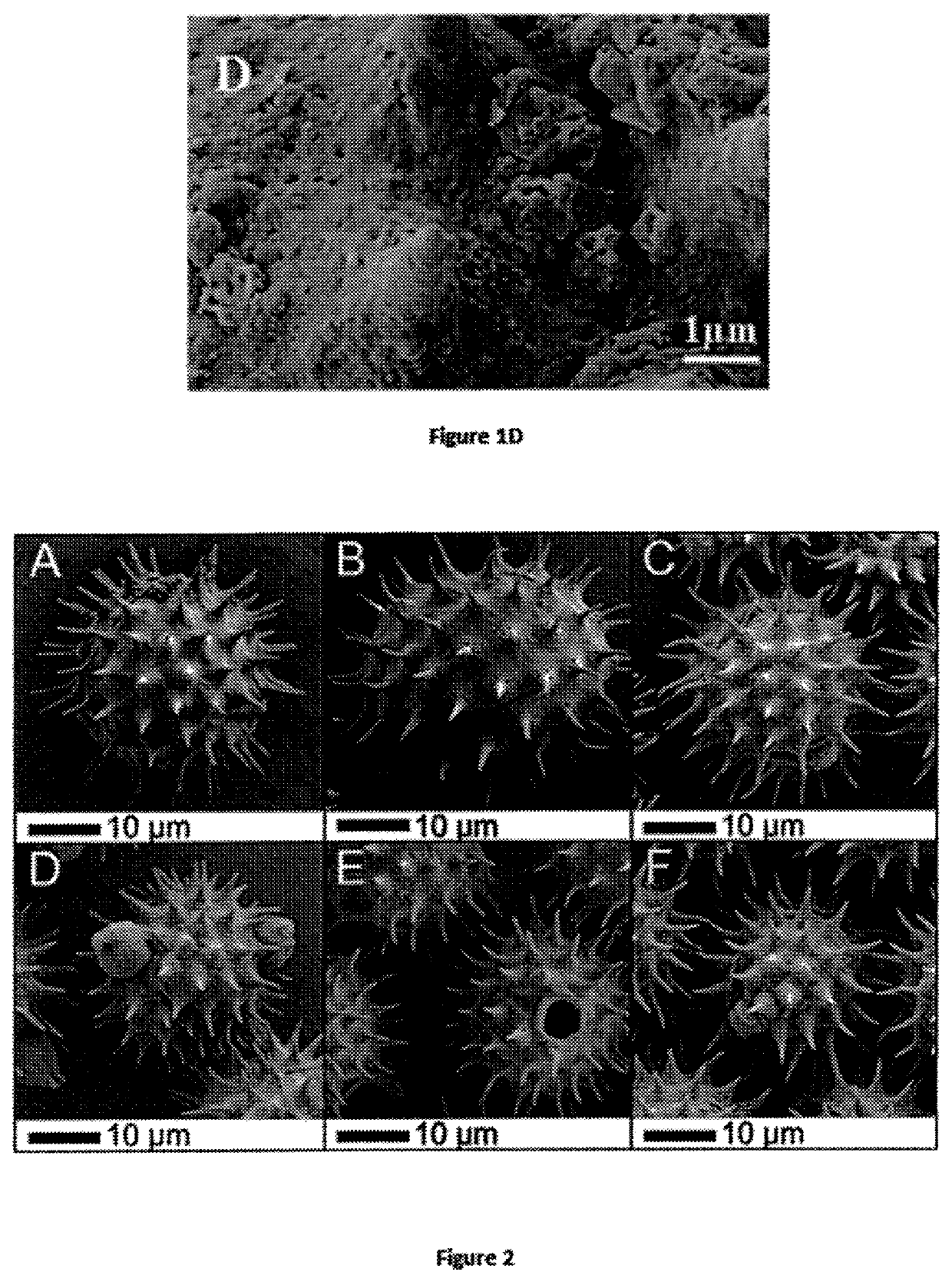 Purified pollen particles and use thereof for administering nanosystems