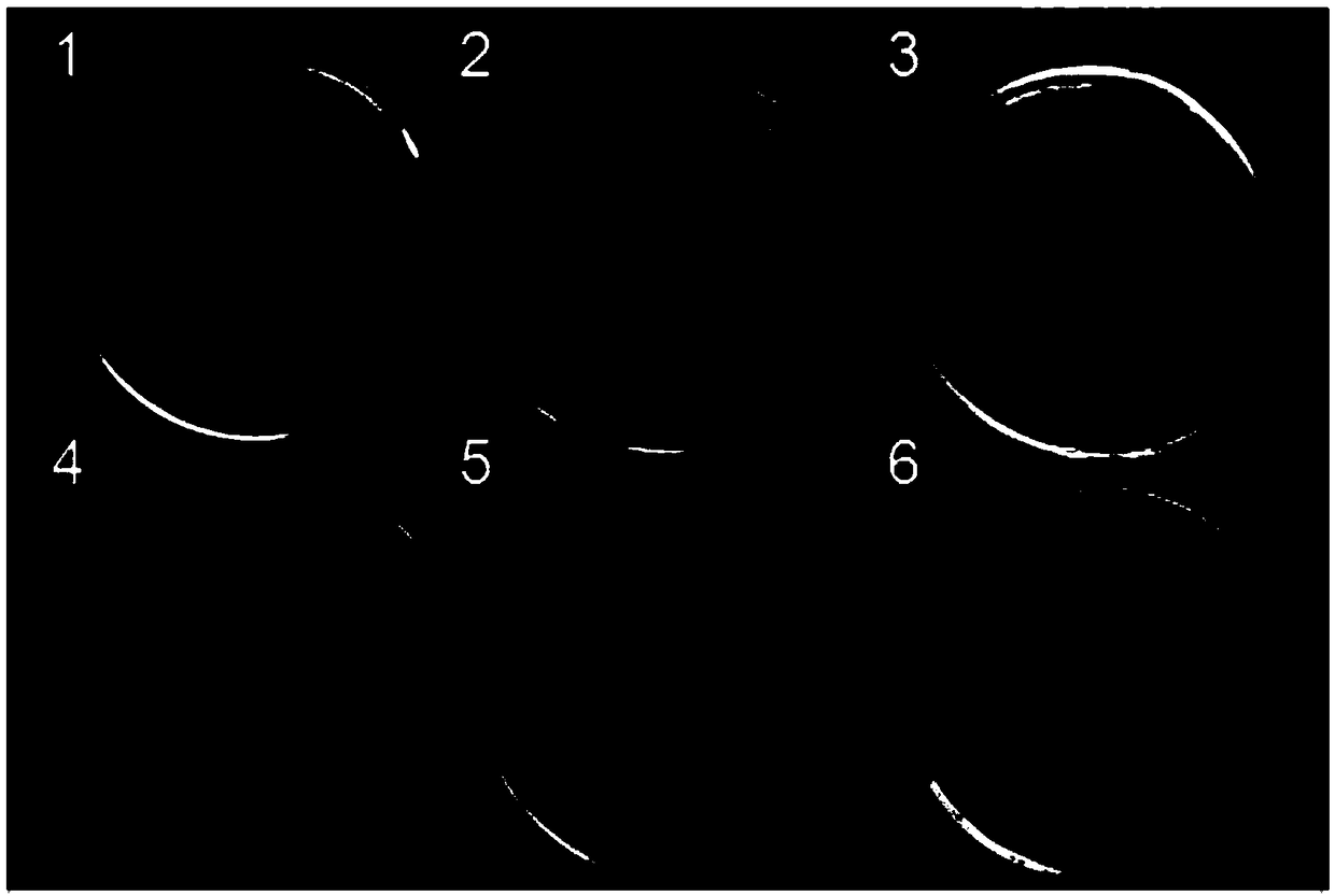 A kind of composite biological preparation and its application