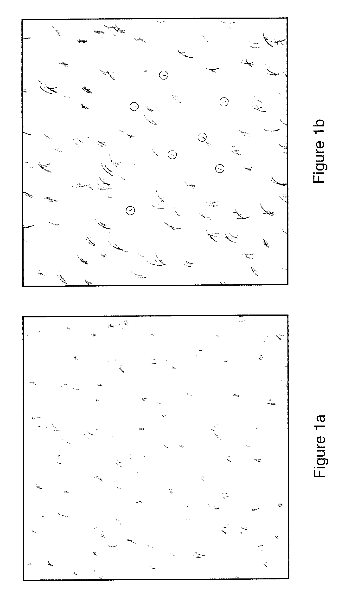 Composition and method to promote human hair growth