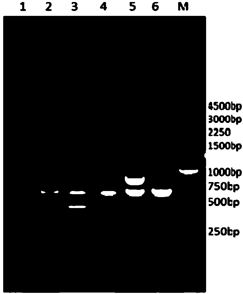 Multiplex PCR primer set and detecting method and kit for simultaneous detection of four pathogenic Vibrio