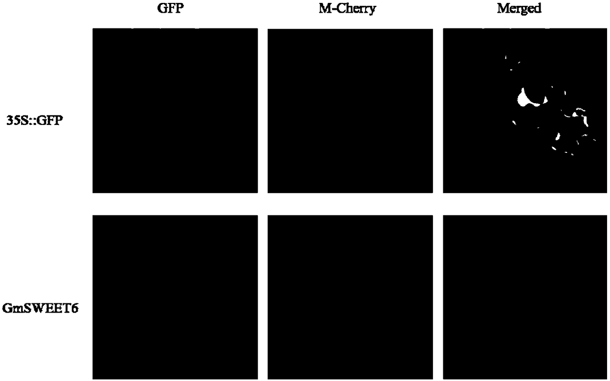 Application of important gene GmSWEET6 of soybean sucrose transporter