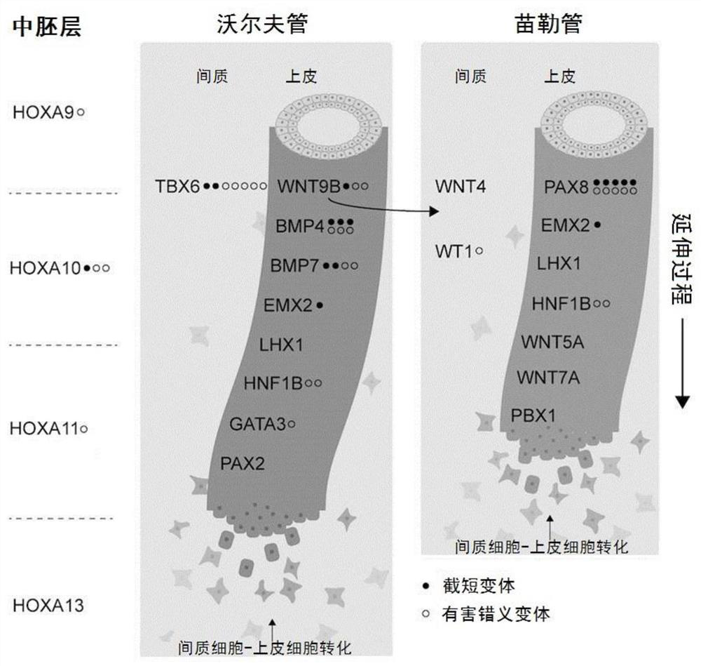 The diagnostic markers and application of mrkh syndrome