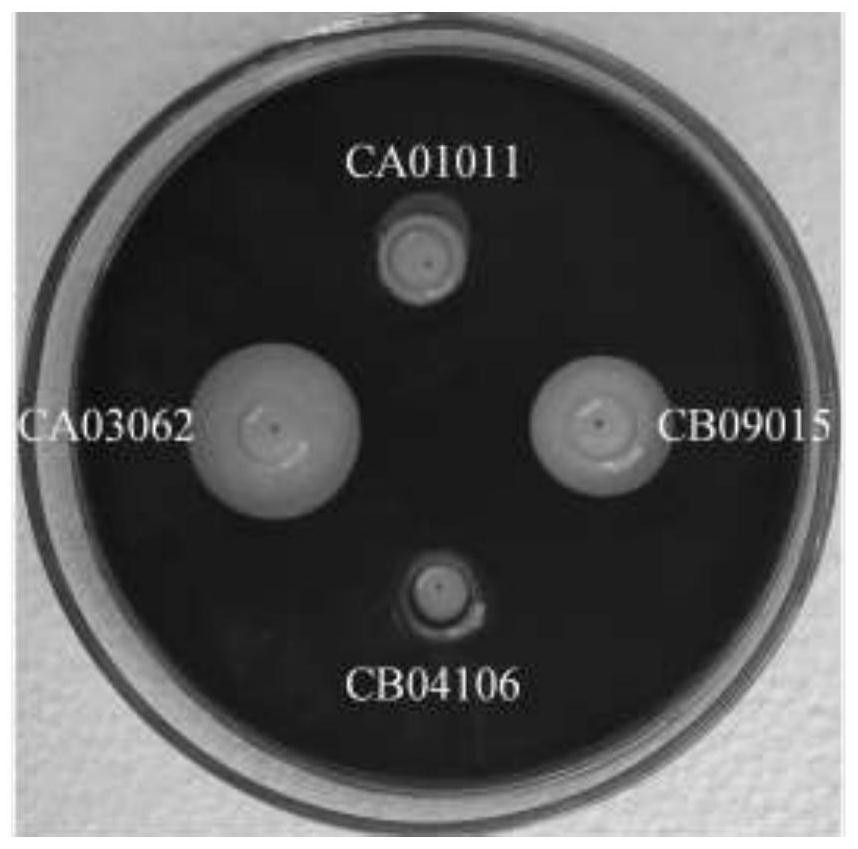 Compound micro-ecological preparation for preventing and treating necrotic enteritis of poultry and application of compound micro-ecological preparation