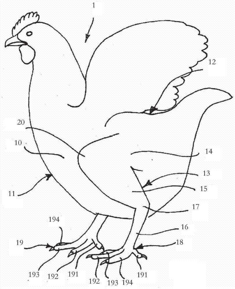 Method of suspending a bird from a hook and device for suspending a bird