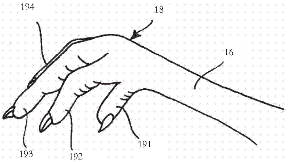 Method of suspending a bird from a hook and device for suspending a bird