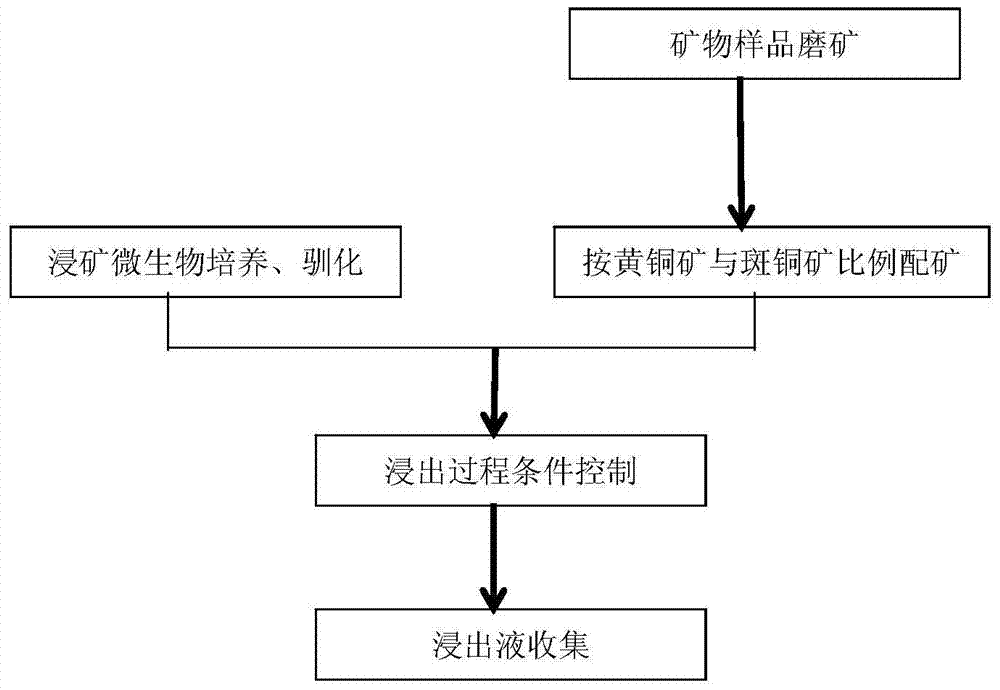 A bioleaching method for strengthening chalcopyrite and bornite