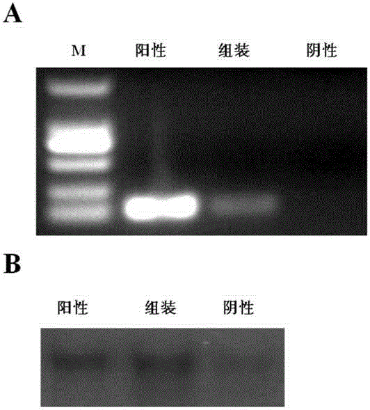 Method for transforming exogenous mitochondrion into mammal cells