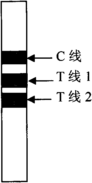 Method for employing double indicatrix immunochromatography by semi-quantity to diagnose carcinoembryonic antigen