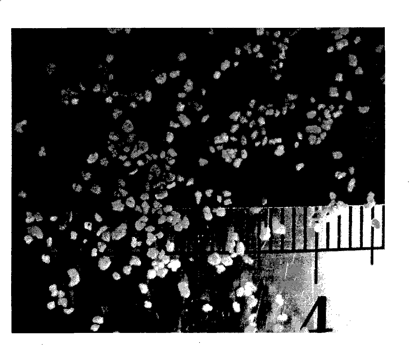 Heterotrophic nitrification aerobic granule sludge, culture method thereof and use