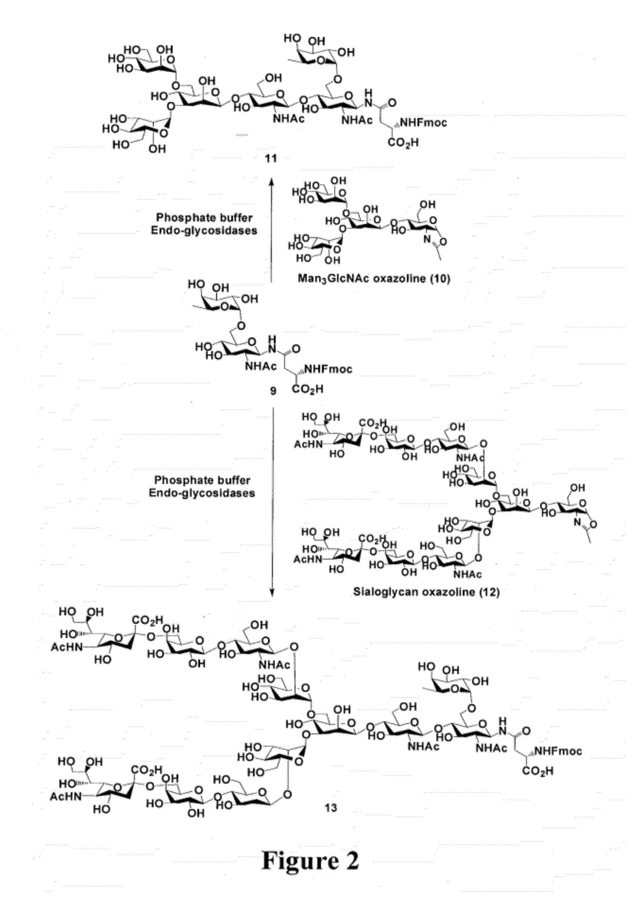 Core fucosylated glycopeptides and glycoproteins: chemoenzymatic synthesis and uses thereof