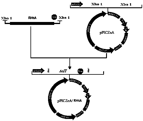 Artificially modified HtA protein and coding gene and application thereof