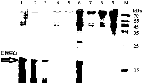 Artificially modified HtA protein and coding gene and application thereof