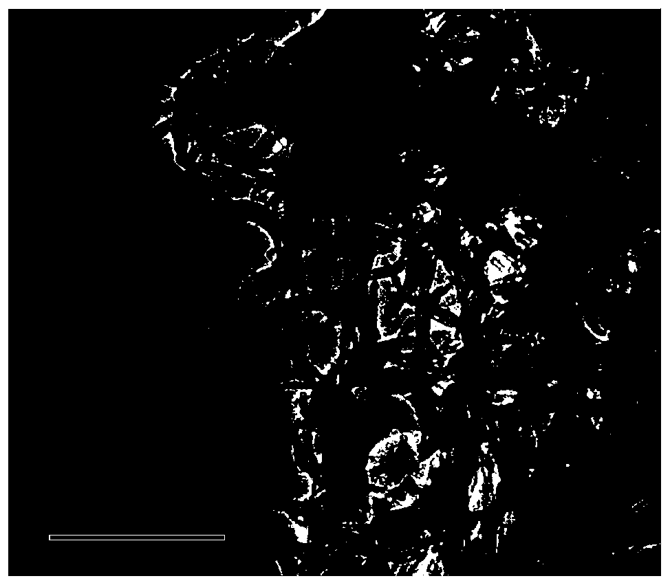 A kind of Schiffer base copper complex modified carbon nanotube and its preparation method and application