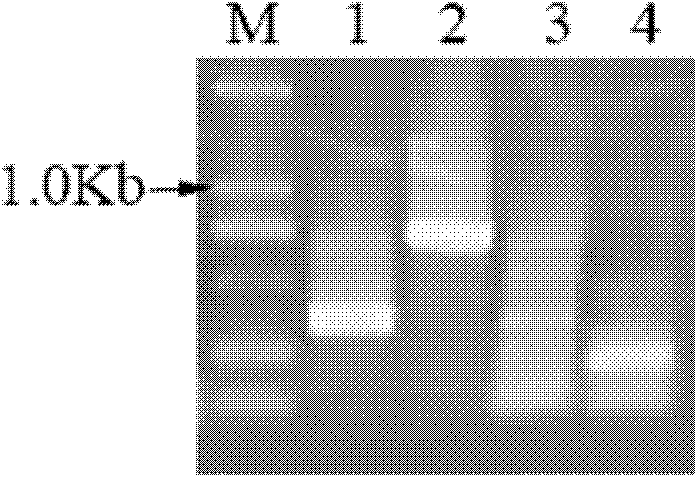 Brassica napus BnPABP8 promoter and preparation method and use thereof