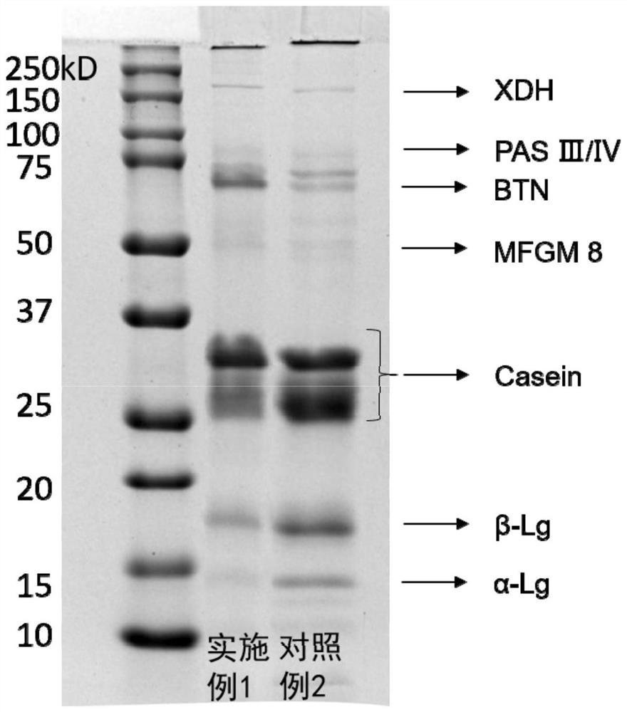 Process for improving homogenized milk fat globule membrane structure and components by using phospholipid