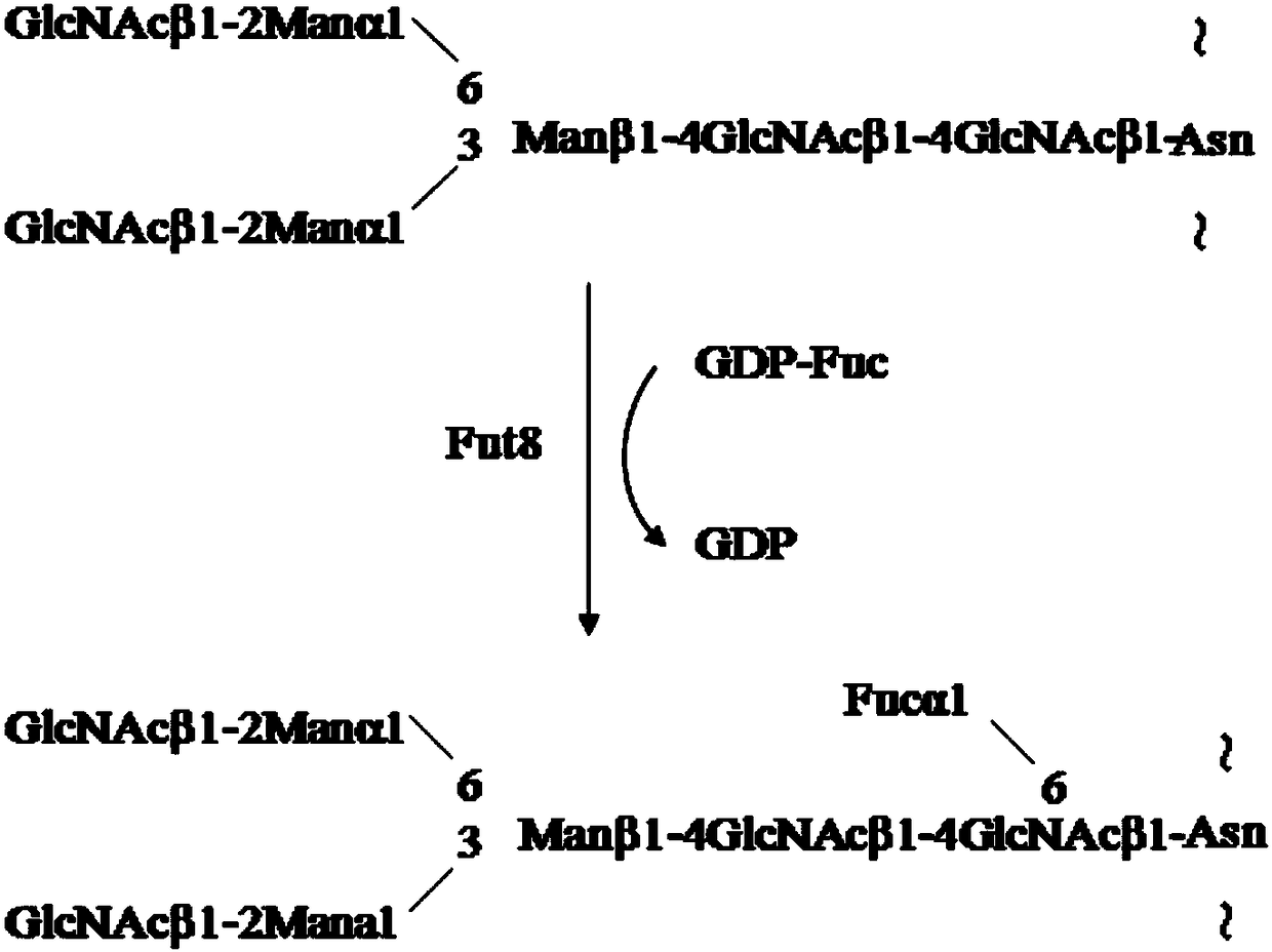 Method for detecting core fucosylation level of serum IgG