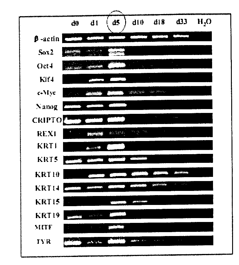 Method for inducing and acclimating epidermal stem cells into nerve cells