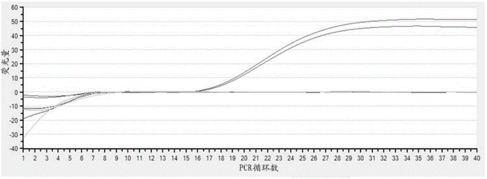 Clonorchis sinensis real-time fluorescence polymerase chain reaction (PCR) detection kit and detection method