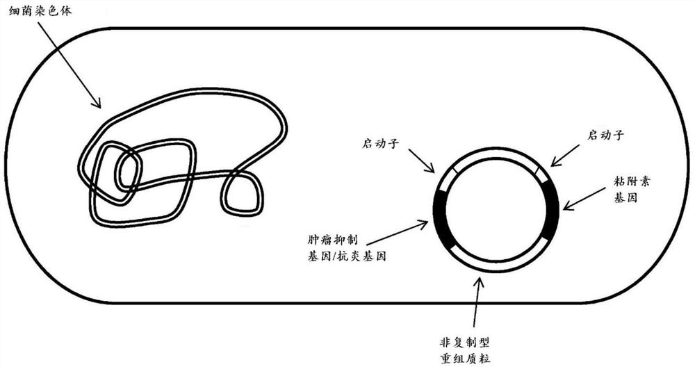 Recombinant bacteria and uses thereof