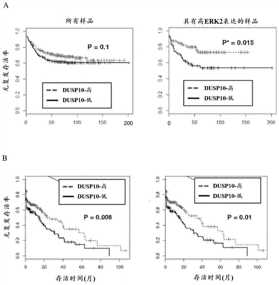 Recombinant bacteria and uses thereof