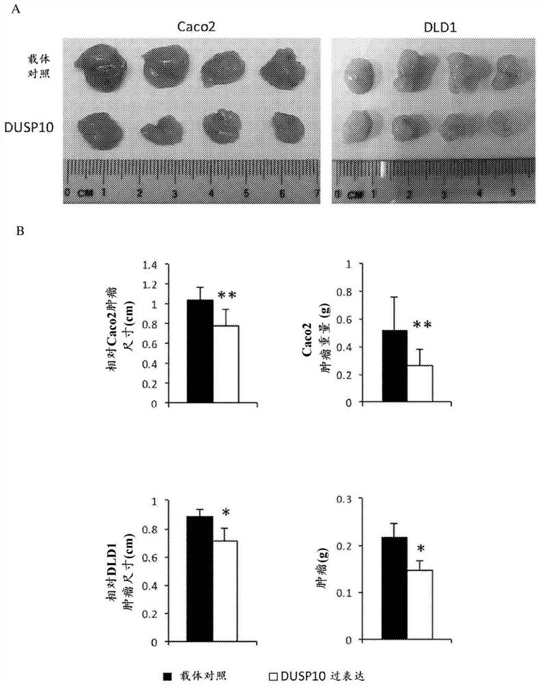 Recombinant bacteria and uses thereof