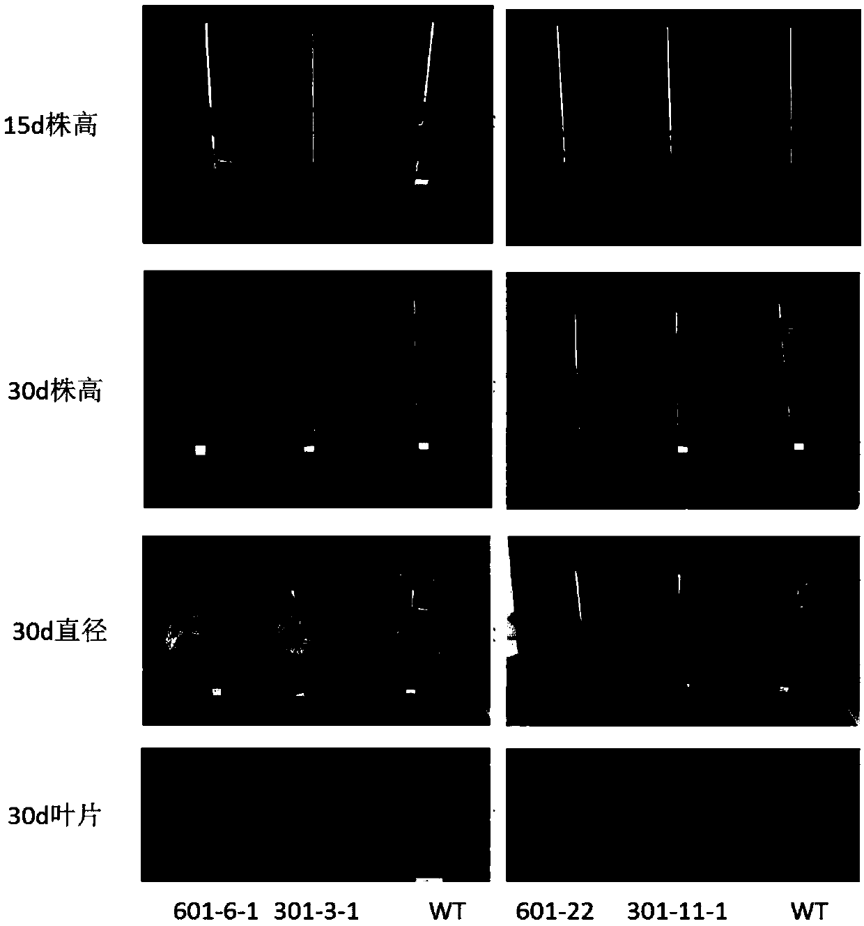 amiRNA capable of improving PSTVd resistance of potatoes and application thereof