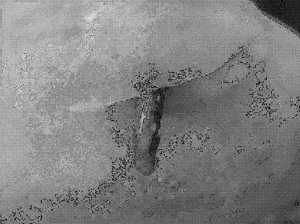 Method for efficiently separating Phytophthora capsici from aging disease tissue