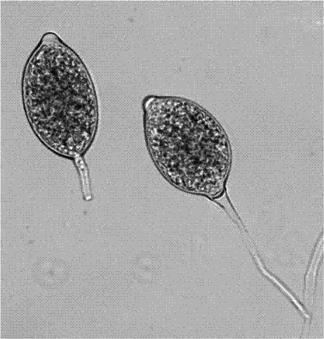 Method for efficiently separating Phytophthora capsici from aging disease tissue