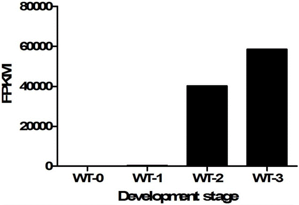 Identification and application of promoter pTaASG019 featuring plant anther-specific expression