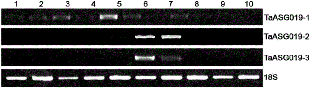 Identification and application of promoter pTaASG019 featuring plant anther-specific expression