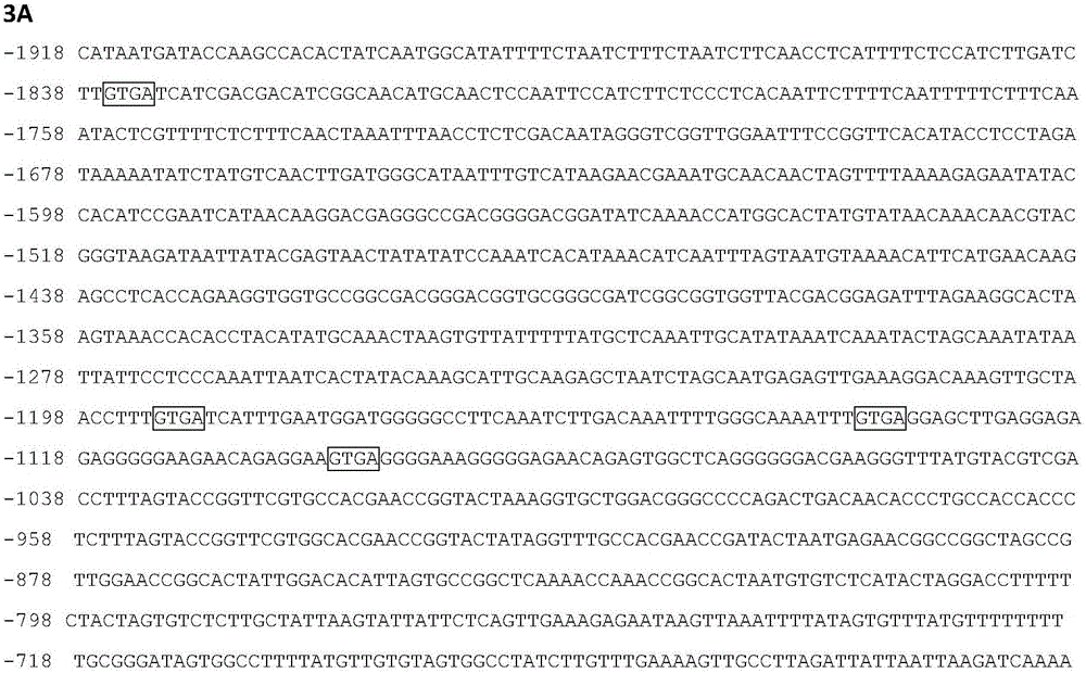 Identification and application of promoter pTaASG019 featuring plant anther-specific expression