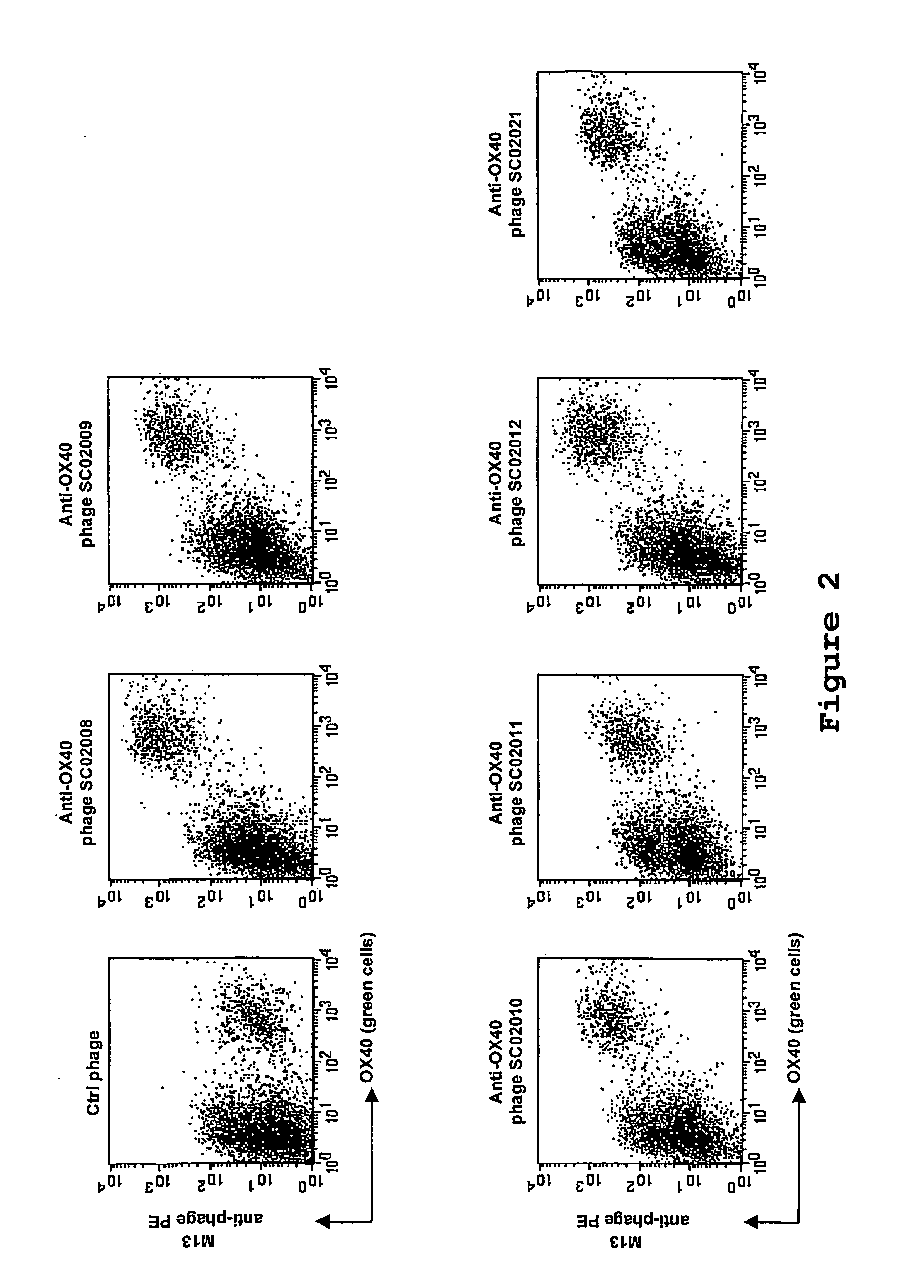 Agonistic Binding Molecules to the Human OX40 Receptor